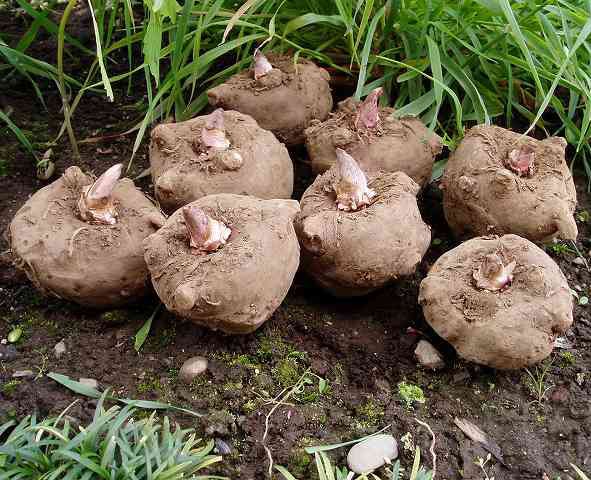 Un groupe de pommes de terre konjac dans la terre.