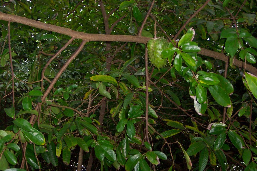 Un arbre corossol avec beaucoup de feuilles vertes.