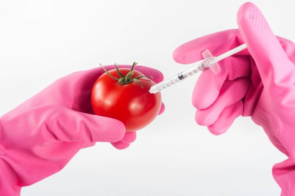 Une paire de mains injectant de la lécithine de soja dans une tomate.