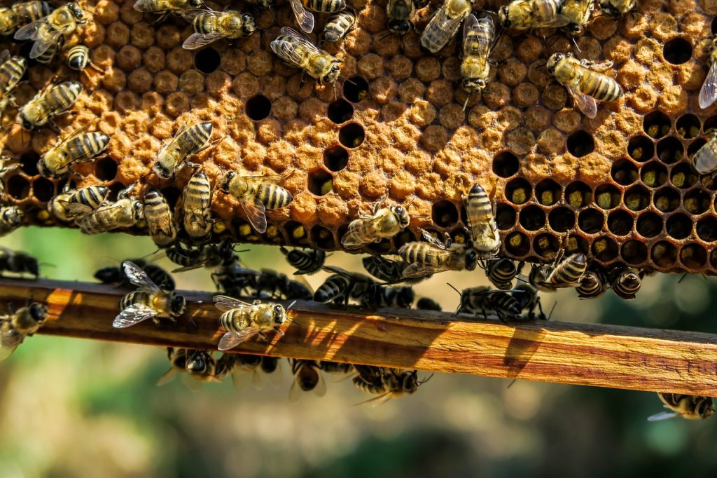 Un groupe d'abeilles récoltant du miel de thym sur un cadre en bois.