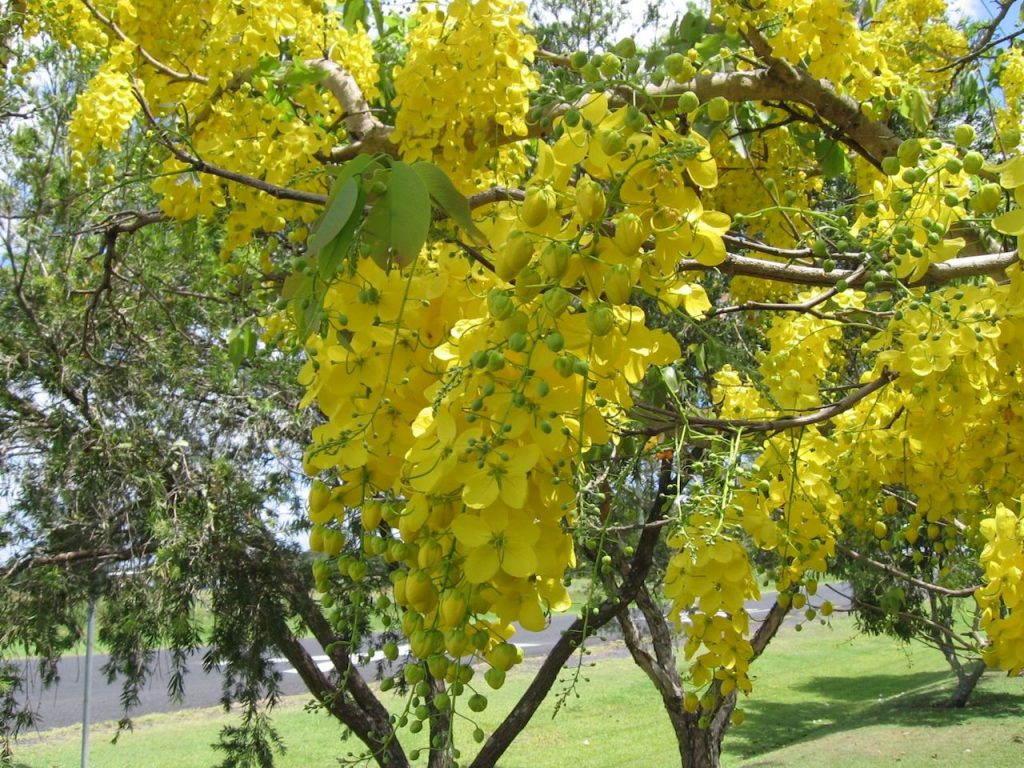 Fleurs jaunes sur un arbre dans un parc.

Description modifiée : Laxatif naturel fleurs jaunes sur un arbre dans un parc.