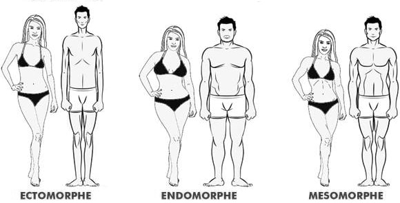 I 3 morfotipi: ectomorfo, endomorfo e mesomorfo