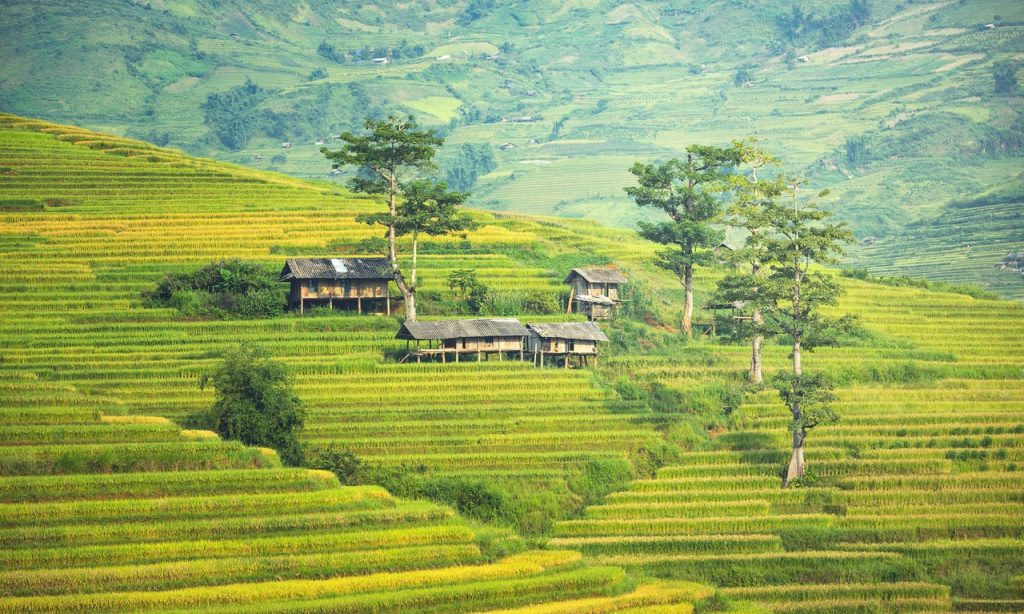 Rizières en terrasses au Vietnam avec huile de son de riz.