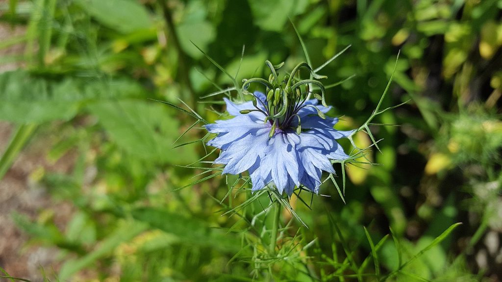 Une fleur bleue pousse dans l'herbe. (nigella)
